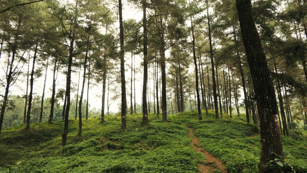 Pine forest and modern homes in Manantiales